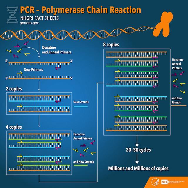 Le fasi della PCR. Fonte immagine: Darryl Leja, NHGRI