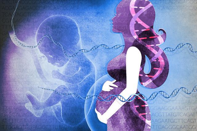 Lo screening prenatale o la diagnosi prenatale consentono di identificare i feti a rischio di malattie genetiche. Fonte immagine: Ernesto del Aguila, NHGRI