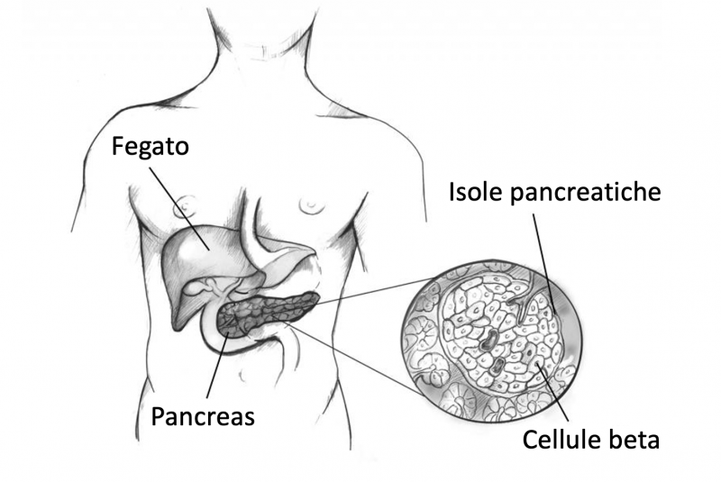 Struttura del pancreas con ingrandimento a livello delle isole pancreatiche e delle cellule beta. Fonte immagine: NIDDK