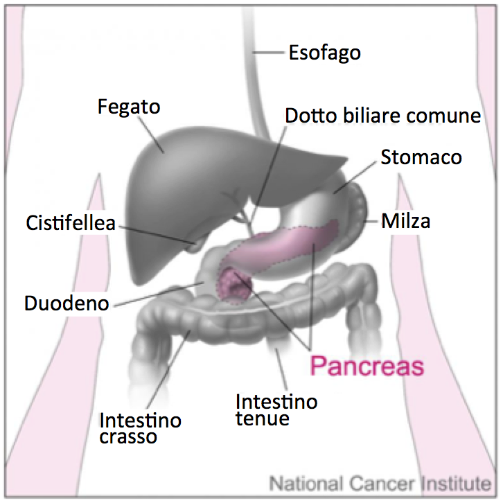 Localizzazione del pancreas. Fonte immagine: Don Bliss, National Cancer Institute