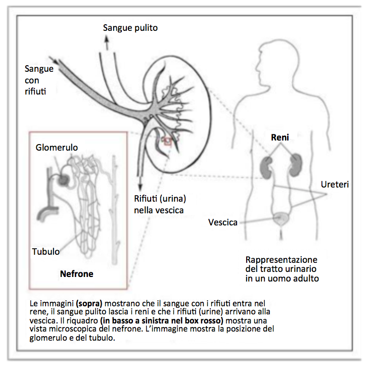 Come funzionano i reni. Fonte immagine: National Institute of Diabetes and Digestive and Kidney Diseases (NIDDK)