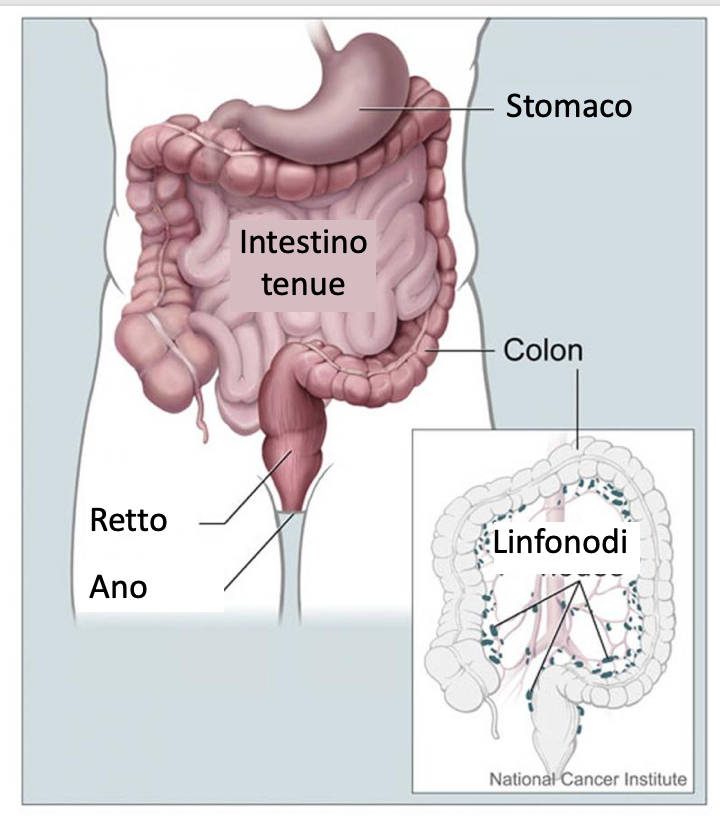 L'immagine rappresenta il colon, il retto e gli organi circostanti, compreso lo stomaco, l'intestino tenue e l'ano. Il riquadro mostra un ingrandimento dei linfonodi circostanti. Fonte immagine: Alan Hoofring, NCI