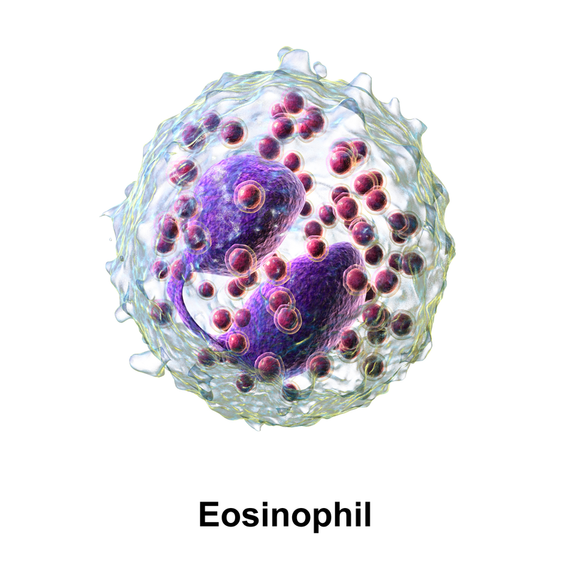 Eosinofilo. Fonte Immagine: Blausen.com staff (2014). 