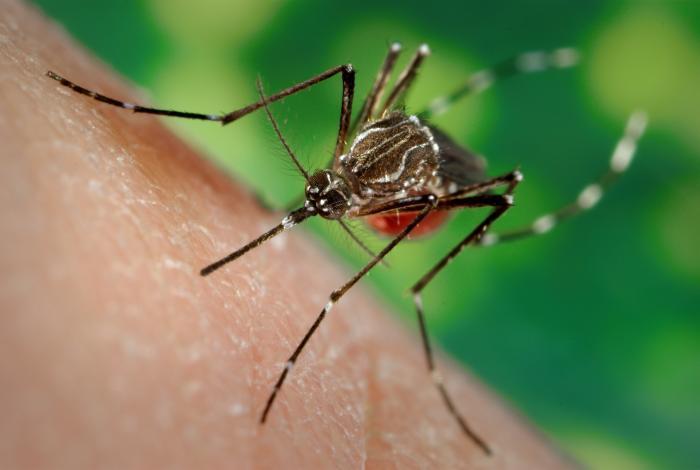 Il WNV viene trasmesso tramite la puntura di una zanzara infetta. Fonte immagine: James Gathany, CDC