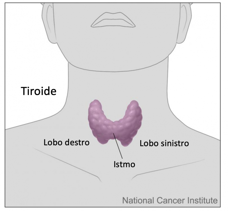 Localizzazione della tiroide. Fonte immagine: Don Bliss, National Cancer Institute