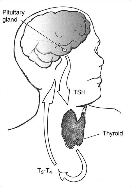 La produzione degli ormoni tiroidei da parte della tiroide è regolata dal TSH. Le frecce mostrano la direzione del TSH, dall'ipofisi fino alla tiroide e del T3 e T4 dalla tiroide fino all'ipofisi. Fonte: NIDDK