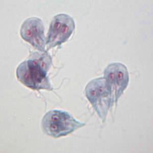 Giardia lamblia vista al microscopio. Fonte immagine: CDC